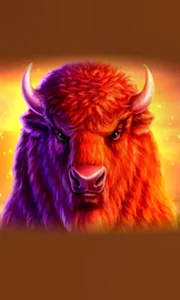 Buffalo 50